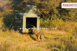 Tigress MT-8 Kankati was rescued after two days in Mukundara dara range