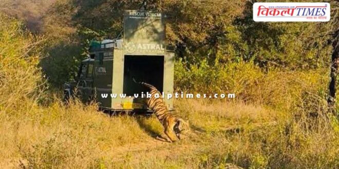 Tigress MT-8 Kankati was rescued after two days in Mukundara dara range