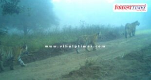 Tigress T-2307 gives birth to 3 cubs in Ranthambore Tiger Reserve