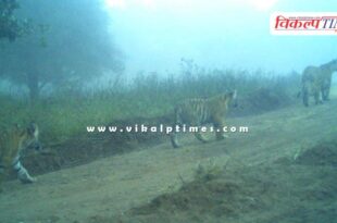Tigress T-2307 gives birth to 3 cubs in Ranthambore Tiger Reserve