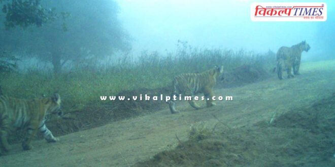 Tigress T-2307 gives birth to 3 cubs in Ranthambore Tiger Reserve