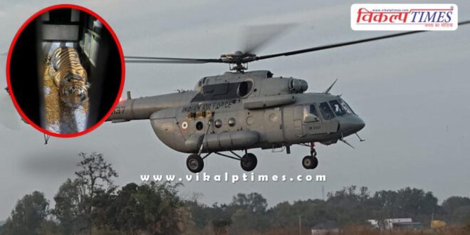 Tigress from Pench Tiger Reserve in Madhya Pradesh reaches Ramgarh Bundi