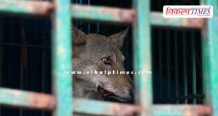 Wild Animal Baby Girl mother Bahraich Uttar Pradesh News 13 Dec 25