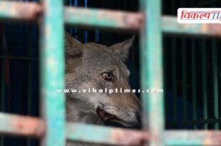 Wild Animal Baby Girl mother Bahraich Uttar Pradesh News 13 Dec 25