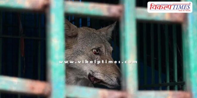 Wild Animal Baby Girl mother Bahraich Uttar Pradesh News 13 Dec 25