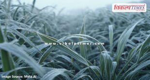 Advisory issued to protect crops from frost and cold wave in sawai madhopur