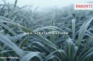 Advisory issued to protect crops from frost and cold wave in sawai madhopur