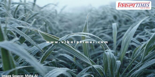 Advisory issued to protect crops from frost and cold wave in sawai madhopur