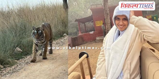 Badminton star Saina Nehwal witnessed the antics of tigers