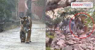 Gaumukhi area has become the favourite place of tigress T-107 Sultana in Ranthambore.