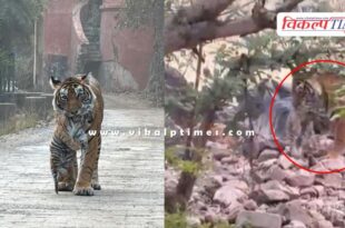 Gaumukhi area has become the favourite place of tigress T-107 Sultana in Ranthambore.