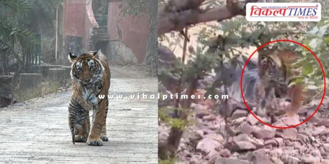 Gaumukhi area has become the favourite place of tigress T-107 Sultana in Ranthambore.