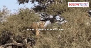 In Ranthambore, the cub of tigress Riddhi climbed a tree, thrilling tourists.