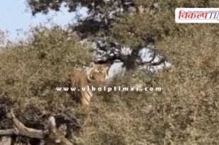 In Ranthambore, the cub of tigress Riddhi climbed a tree, thrilling tourists.