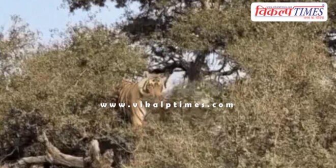 In Ranthambore, the cub of tigress Riddhi climbed a tree, thrilling tourists.