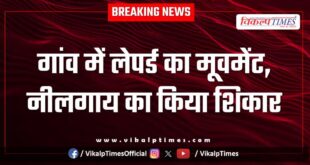 Leopard movement in the village bichpuri mishraan in sawai madhopur