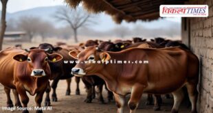 Livestock protection measures during winter Sawai Madhopur News 13 Jan 26