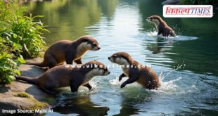 Otters were spotted in Manasgaon ladpura kota