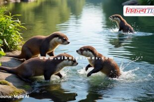 Otters were spotted in Manasgaon ladpura kota