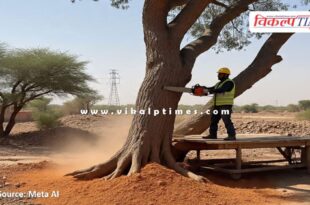 Rajasthann High Court imposed a fine of Rs 1 lakh on officials for tree felling in dausa