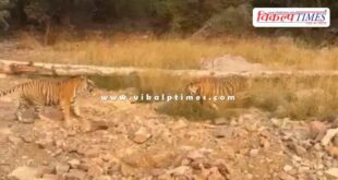 Roaring tigers and tigresses came near the tourist gypsy in ranthambore