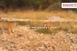 Roaring tigers and tigresses came near the tourist gypsy in ranthambore