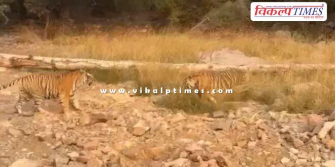 Roaring tigers and tigresses came near the tourist gypsy in ranthambore