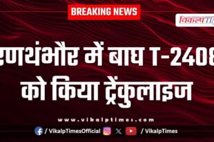 Tiger T-2408 tranquilized in Ranthambore national park