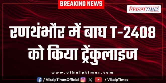 Tiger T-2408 tranquilized in Ranthambore national park