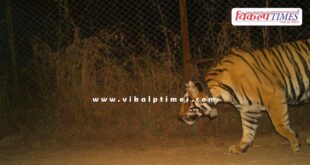 Tiger brought from Ranthambore released in open forest in Mukundara Hills Tiger Reserve