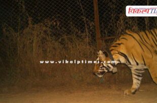 Tiger brought from Ranthambore released in open forest in Mukundara Hills Tiger Reserve