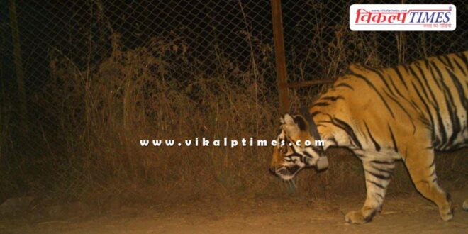Tiger brought from Ranthambore released in open forest in Mukundara Hills Tiger Reserve