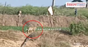 Tiger movement in the village of khandar sawai madhopur