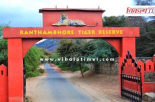 Use of mobile phones is prohibited during safari in Ranthambore National Park