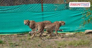 Nine new cheetahs arrive in Kuno national park from Botswana