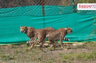 Nine new cheetahs arrive in Kuno national park from Botswana