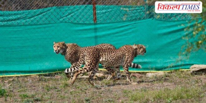 Nine new cheetahs arrive in Kuno national park from Botswana