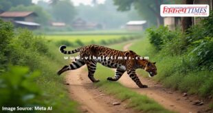 Panther movement in Mitrapura tehsil bonli area in sawai madhopur