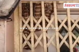 Python gate electricity department Kota thermal plant News 09 Feb 26