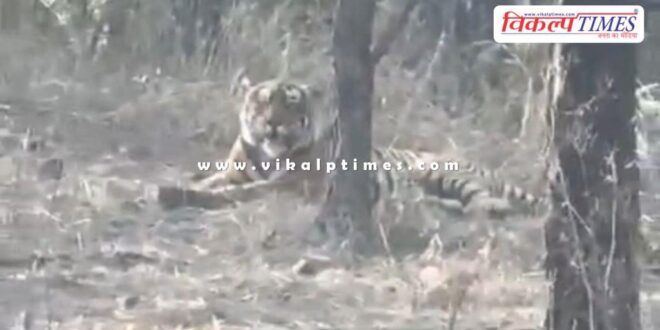 Tiger missing for nearly four months found in Kuno national park, home of cheetahs