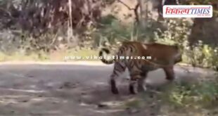 Tiger once again appeared on the way to Ranthambore Fort in sawai madhopur