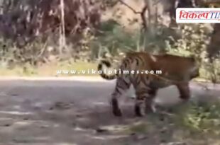 Tiger once again appeared on the way to Ranthambore Fort in sawai madhopur