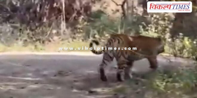 Tiger once again appeared on the way to Ranthambore Fort in sawai madhopur