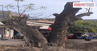 Tree felling case reaches court, orders to issue notice to officials in sawai madhopur