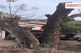 Tree felling case reaches court, orders to issue notice to officials in sawai madhopur
