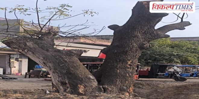 Tree felling case reaches court, orders to issue notice to officials in sawai madhopur