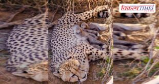Big news from Kuno National Park Female cheetah 'Jwala' becomes a mother, gives birth to 5 cubs