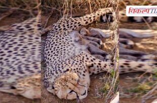 Big news from Kuno National Park Female cheetah 'Jwala' becomes a mother, gives birth to 5 cubs