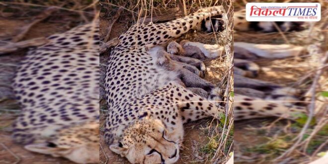 Big news from Kuno National Park Female cheetah 'Jwala' becomes a mother, gives birth to 5 cubs
