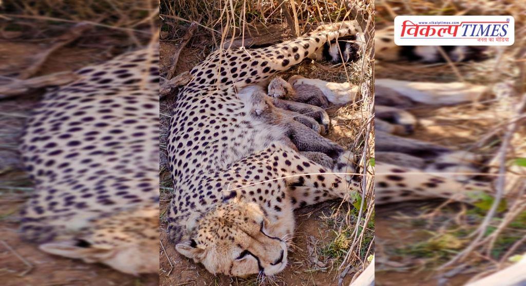 Big news from Kuno National Park Female cheetah 'Jwala' becomes a mother, gives birth to 5 cubs